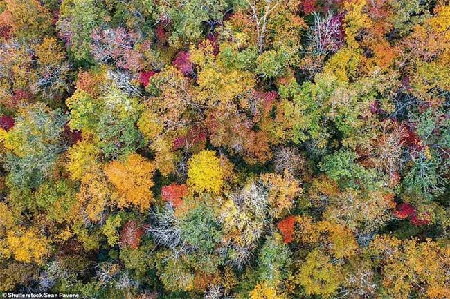 Pisgah National Forest