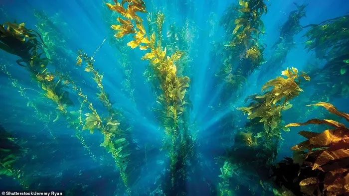 Kelp Forest