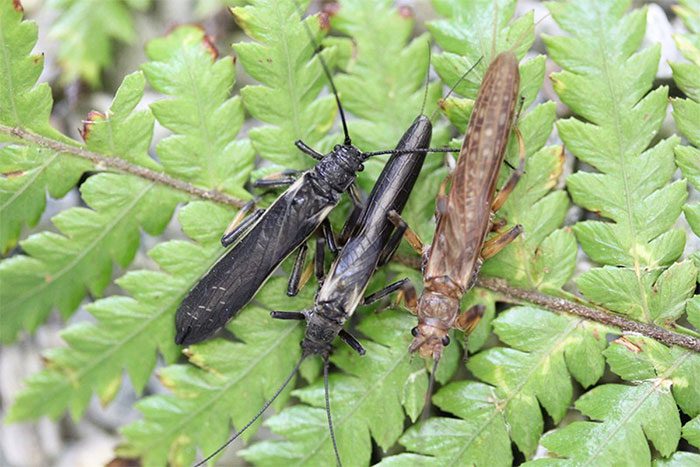 Black Zelandoperla stonefly (center) camouflaged to resemble Austroperla stonefly (left)