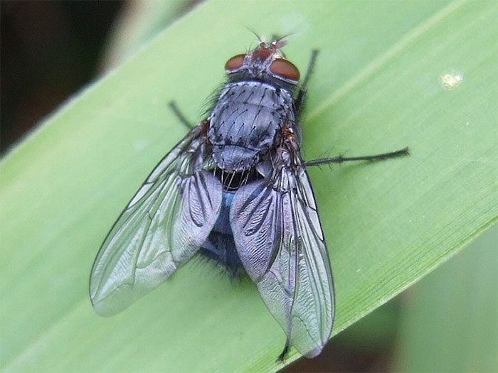 Cholera-Causing Flies