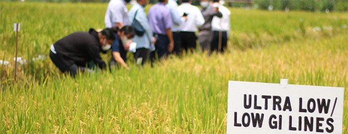 Field of ultra-low glycemic index rice at IRRI