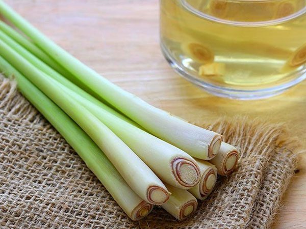 Fresh Lemongrass