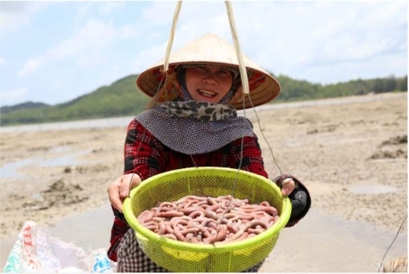 Sá sùng from Quan Lạn, Quảng Ninh is highly regarded for its premium quality.