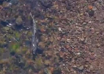 salmon return to river after largest dam removal project in the us 137674