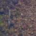 salmon return to river after largest dam removal project in the us 137674