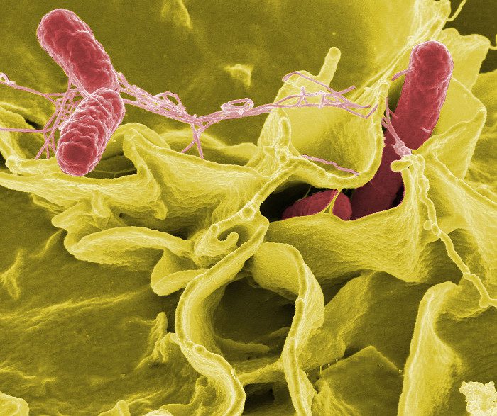 Salmonella can be found in poultry, fish, milk, and dairy products that are not properly cooked