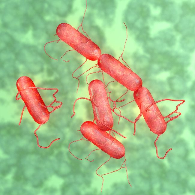 Salmonella infection can be severe in individuals with weakened immune systems.