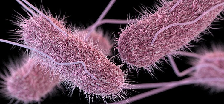 Most types of Salmonella directly affect the stomach, causing abdominal pain