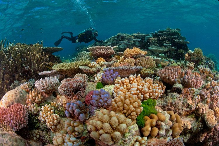 Corals are actually a type of low-level animal belonging to the phylum Cnidaria.