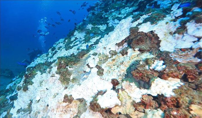 Bleached coral in the waters off Jeju Island, South Korea