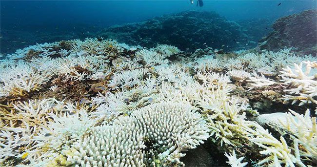 Bleached coral in the waters off Kohamajima Island, Okinawa, Japan