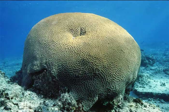 This coral contains six centuries of environmental history.