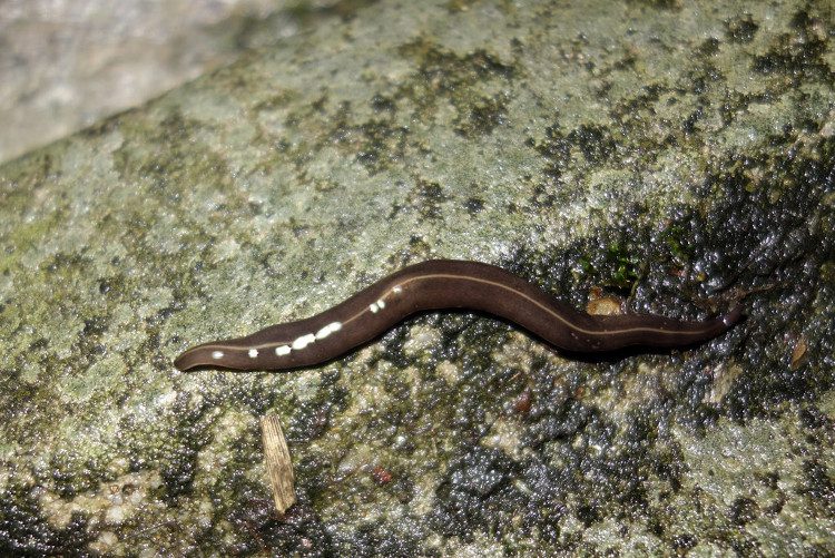 Land Planarian also known as snail worm, snail flatworm.