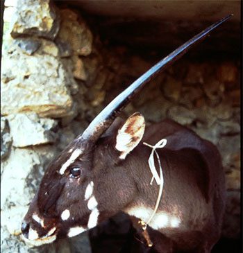 Saola