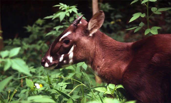 Saola