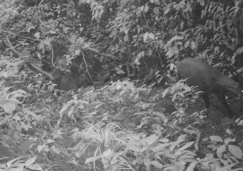 Surprising discovery of Saola in Vietnam after 15 years of absence