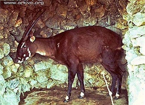 Surprising discovery of Saola in Vietnam after 15 years of absence