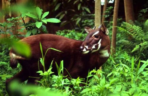 Surprising discovery of Saola in Vietnam after 15 years of absence