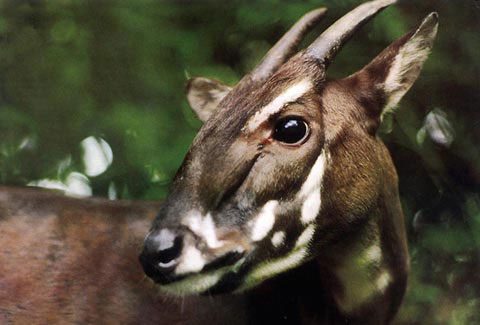 Saola