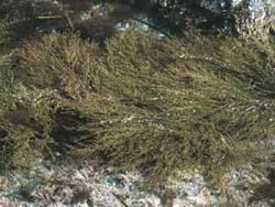 sargassum