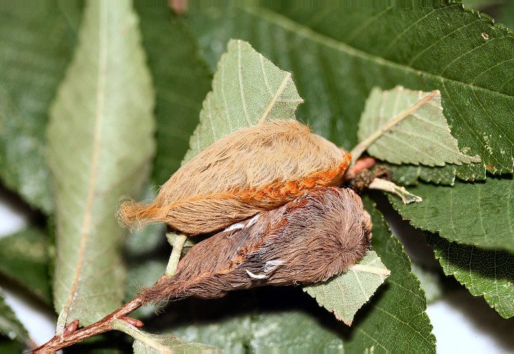 This is the most venomous caterpillar in the U.S.