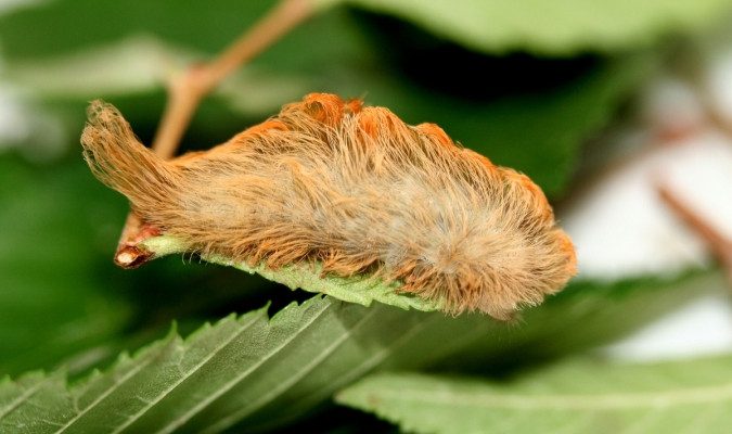 Puss Moth Caterpillar.