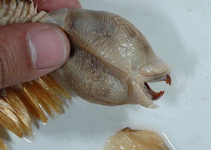 The mouth of this worm is only about 2 cm wide, but its sharp fangs