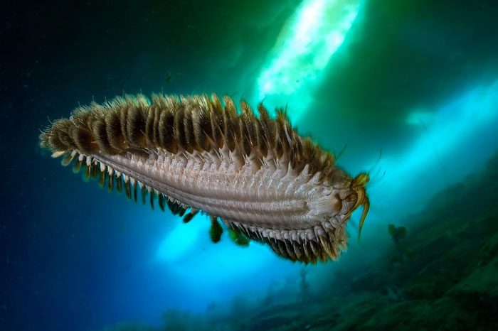 This marine worm has scales and typically lives in Antarctica and the Southern Ocean.