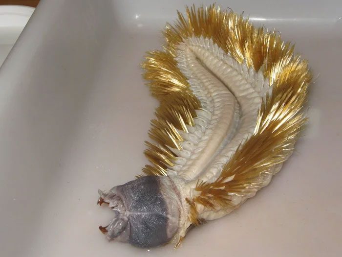 Eulagisca gigantea is a bristle worm belonging to the Polynoidae family