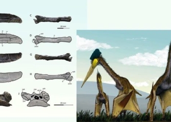 scientific monsters never before recorded identified in japan 138122