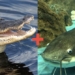 scientists inject chinese alligator gene into american eel to create super eel 138403