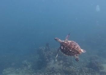 sea turtle appears again in nha trang bay 137197