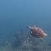 sea turtle appears again in nha trang bay 137197