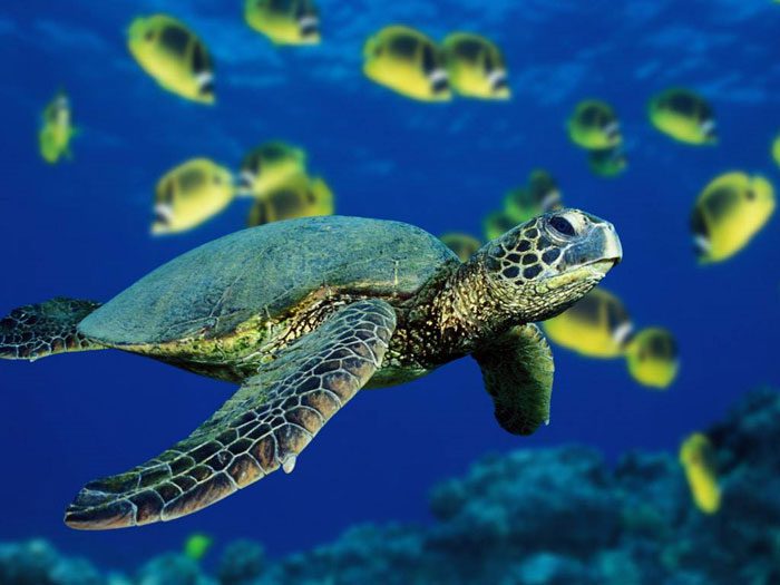 Creatures that rely on the magnetic field for migration, such as turtles, may lose their way during Earth's pole reversal.