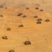 see how china builds a 150km long tunnel across the desert despite sandstorms 120592