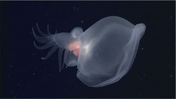 Bathydevius is a swimming sea slug that glows through bioluminescence