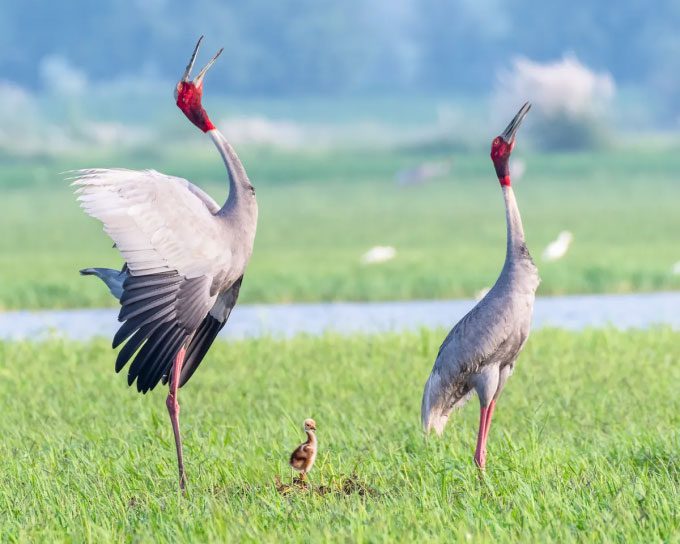 Parent Sarus Cranes nurturing their young.