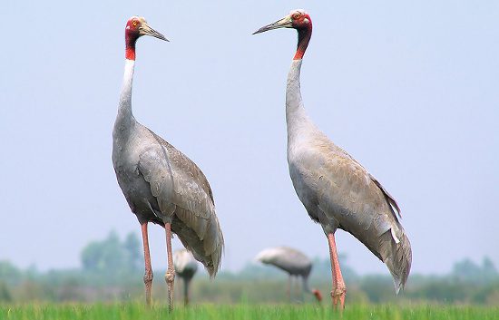 Red-headed Crane