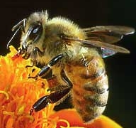 show off beautiful with royal jelly and queen bee 1817
