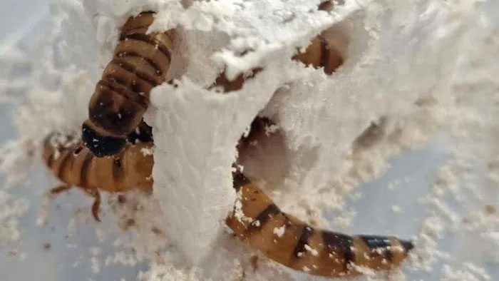 Superworms Zophobas morio consuming plastic fragments.