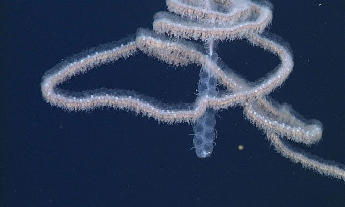 Siphonophore is a collection of many genetically identical individual organisms