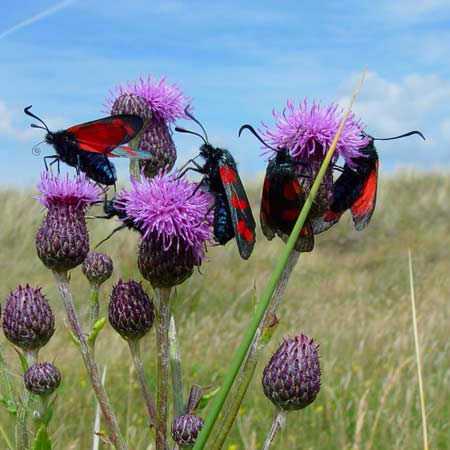 six spot burnet moths feedi