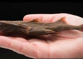 smallest catfish in the world compact and large on human hands 137723