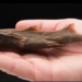 smallest catfish in the world compact and large on human hands 137723