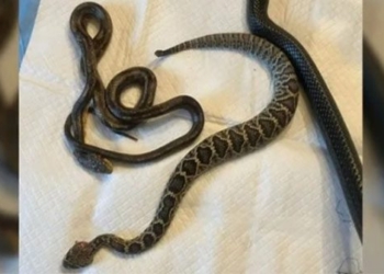 snake bites into below the bell of the alive 136871