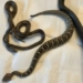 snake bites into below the bell of the alive 136871