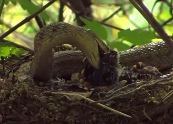 snake climbing high to eat bird meat then biting it is food for baby birds 119208