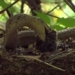 snake climbing high to eat bird meat then biting it is food for baby birds 119208