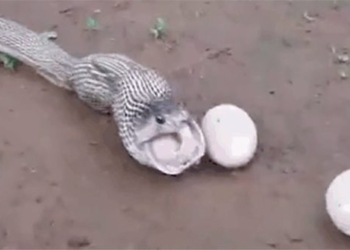 snake eating egg with mouth and surprising truth 120568 2