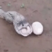 snake eating egg with mouth and surprising truth 120568 2